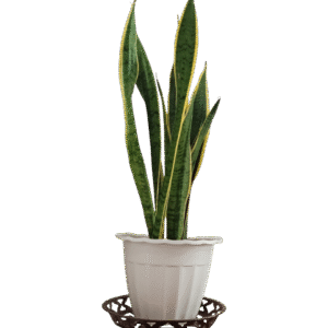 SNAKE PLANT